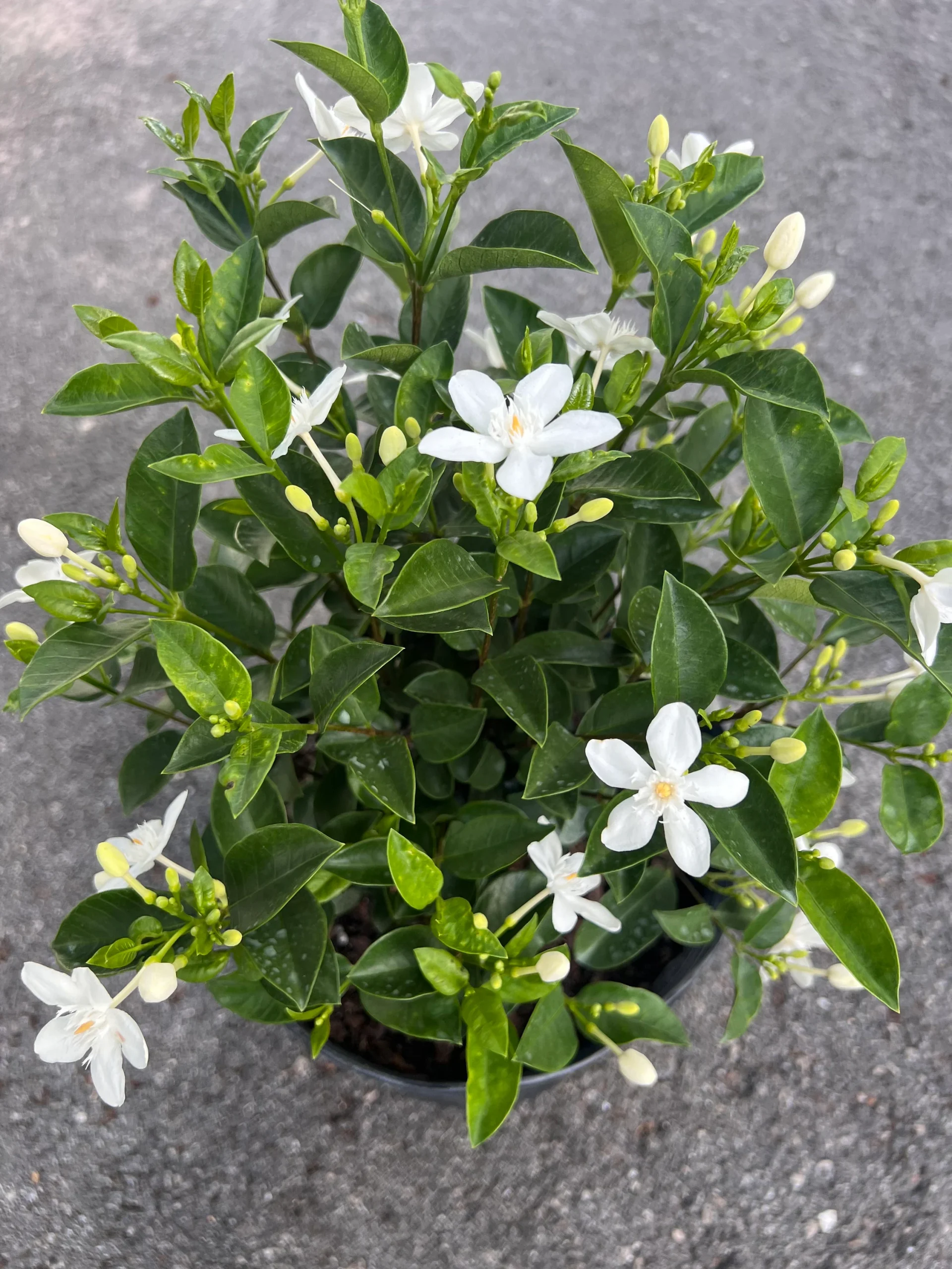 Asian Snow Jasmine