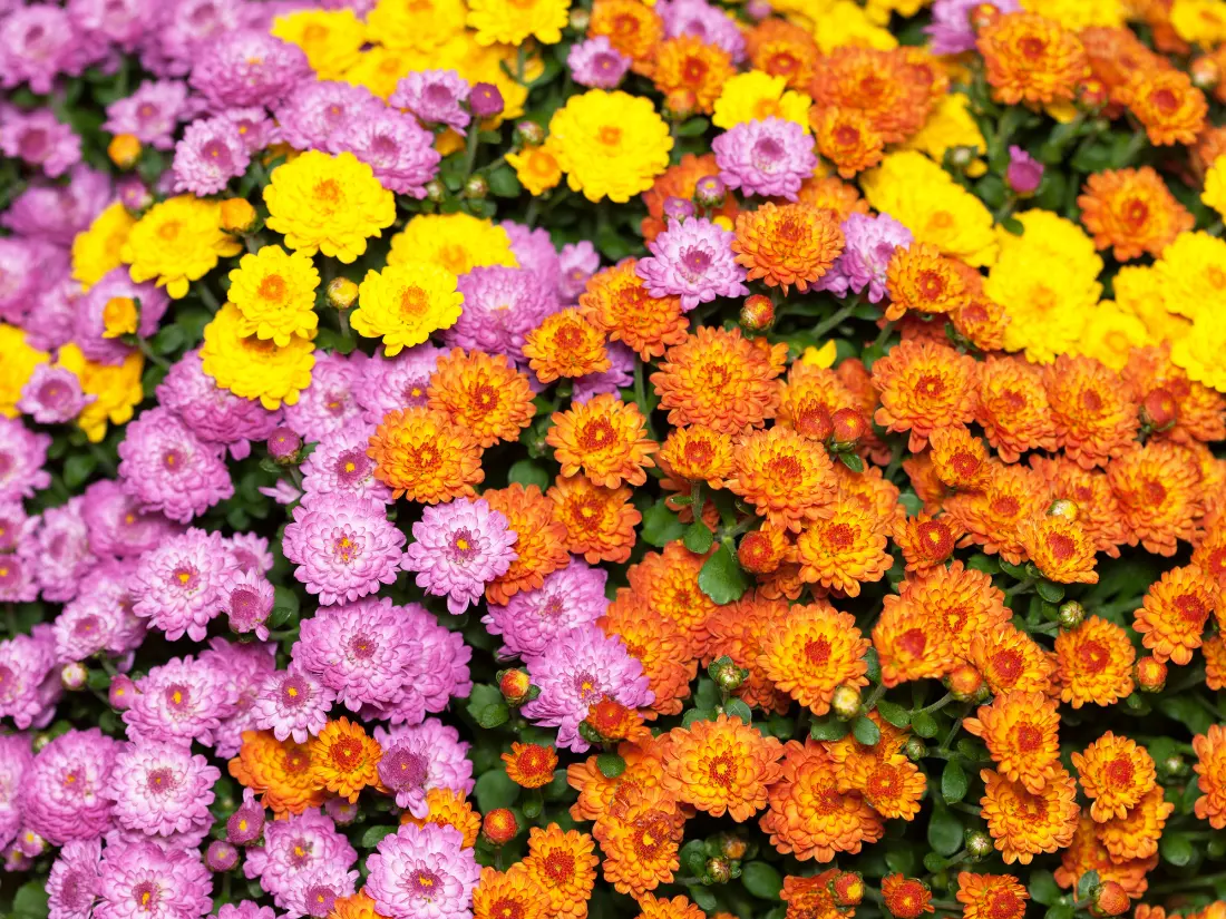 Chrysanthemum flowers