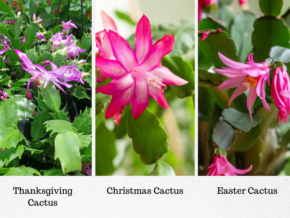 Distinguish Thanksgiving cacti from other holiday cacti