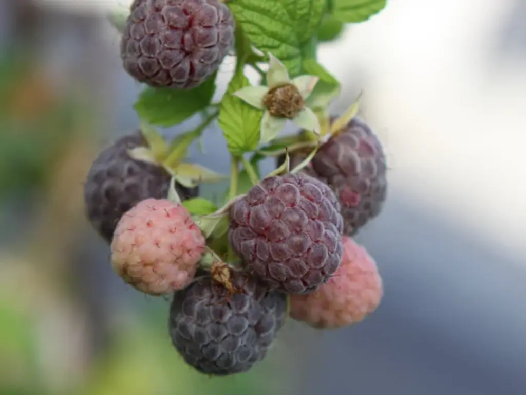 image of Freshly picked Glencoe raspberries