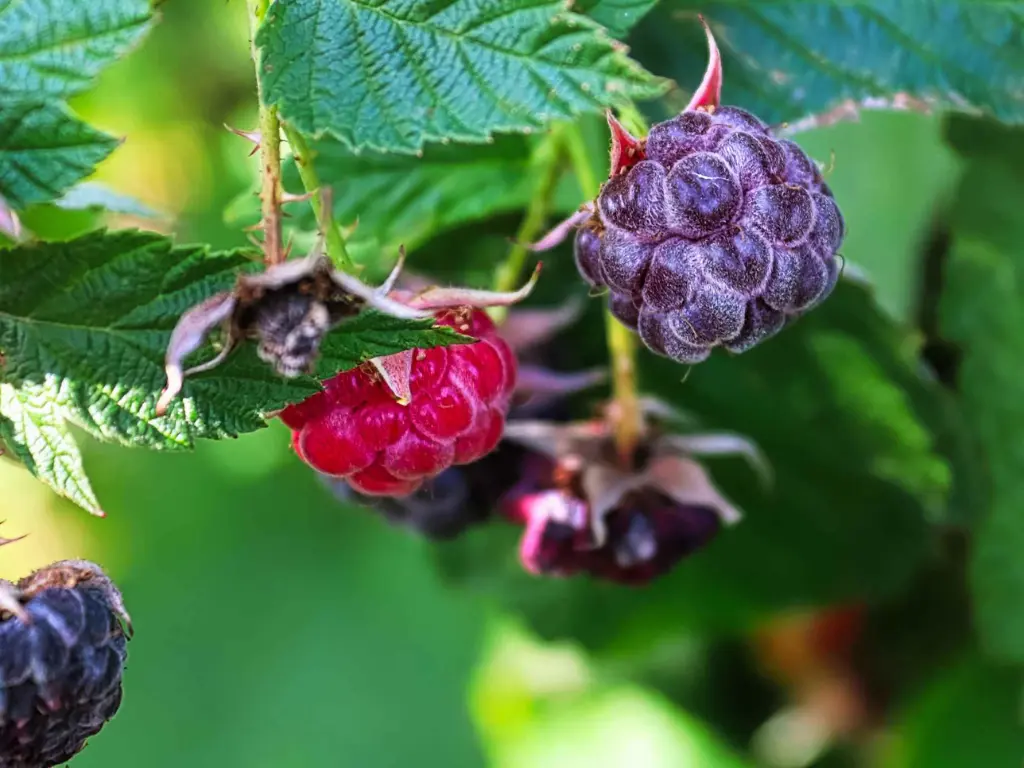 image of Glencoe Raspberry fruits