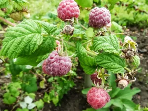 image of Glencoe raspberry bush