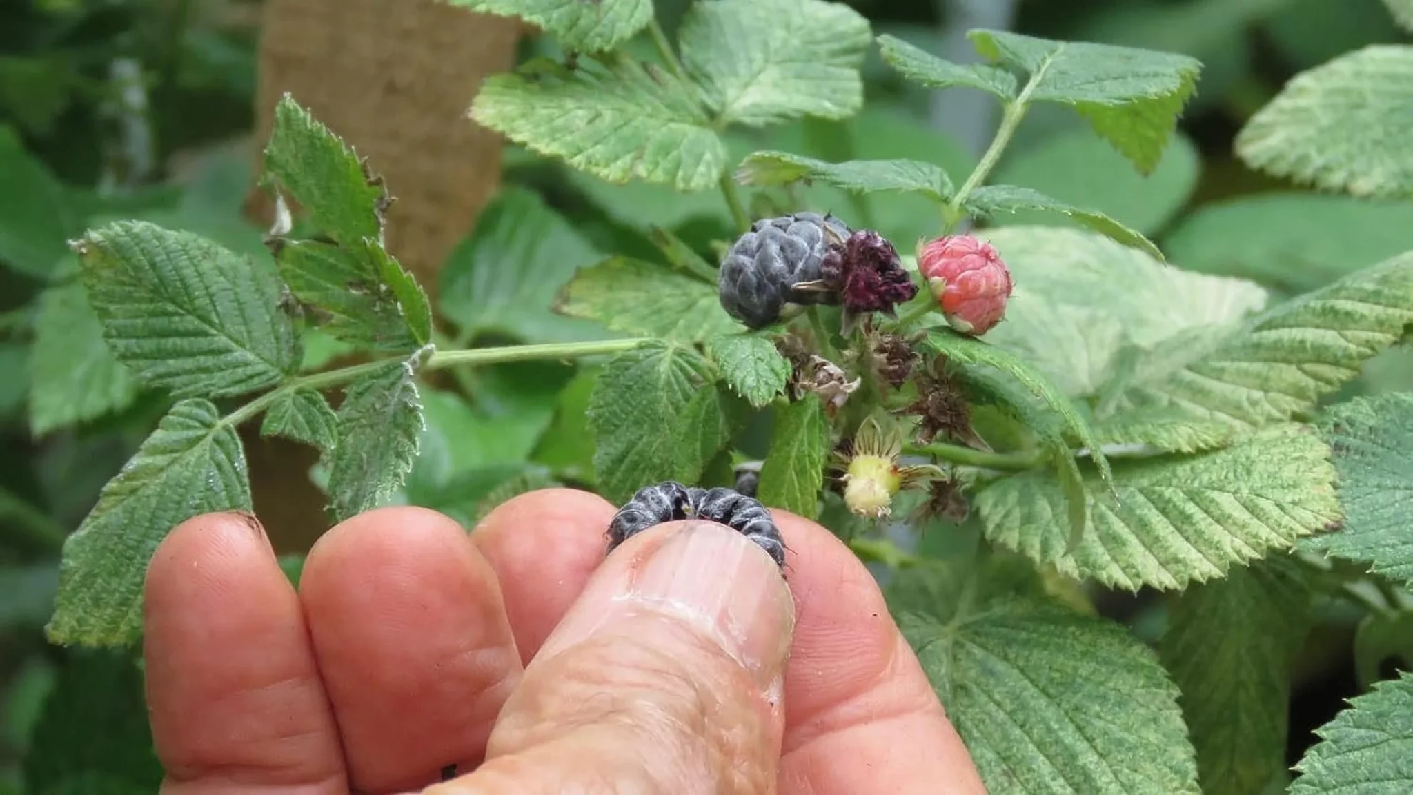 Growing Glencoe Raspberry
