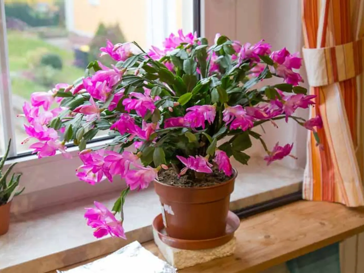 Thanksgiving cactus flower, a burst of vibrant color to your home