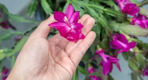 thanksgiving cactus flowers