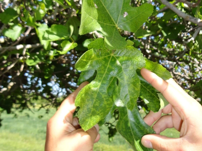 Fig Mosaic Virus (Cre_ Wikipedia)