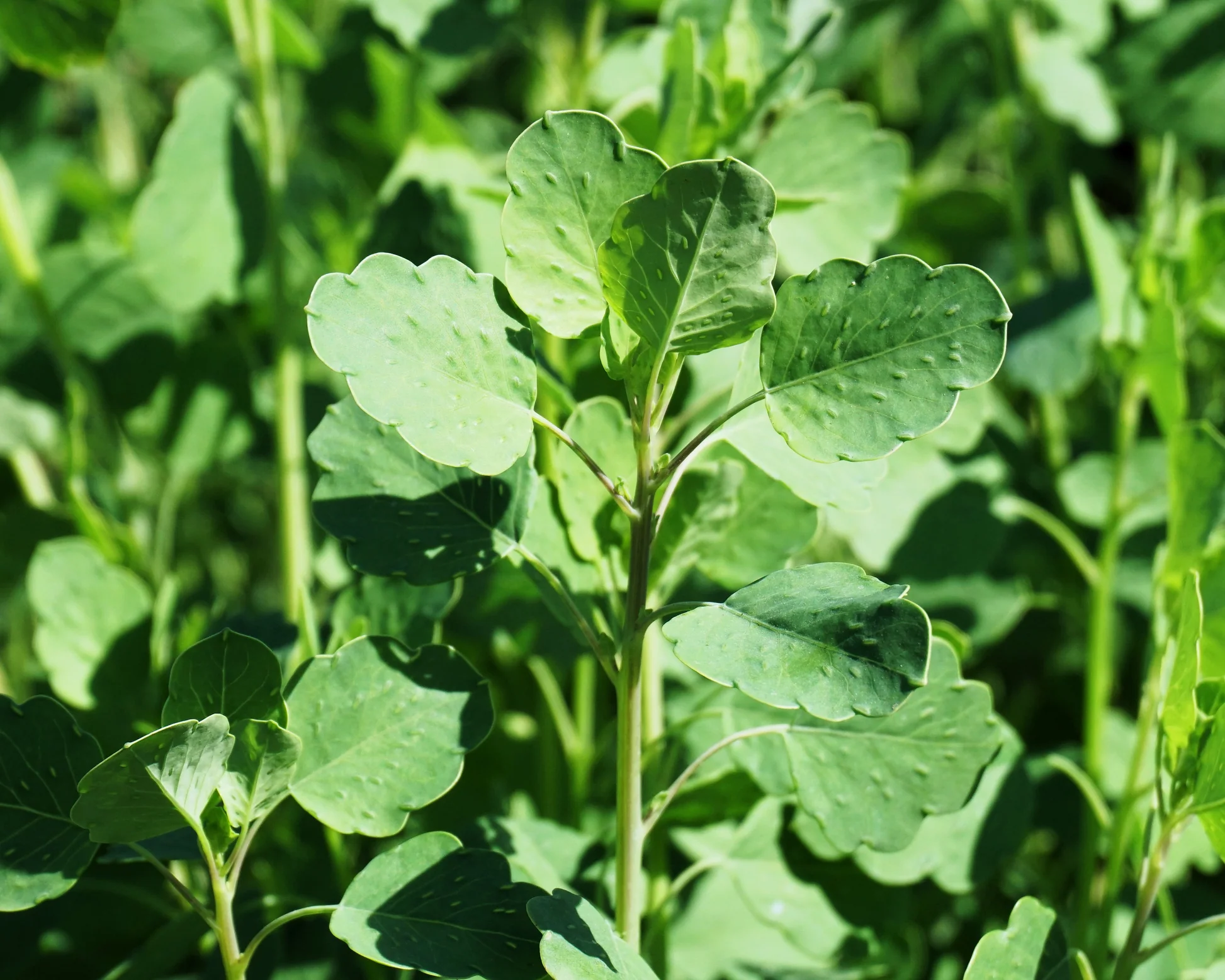 Papalo Herb