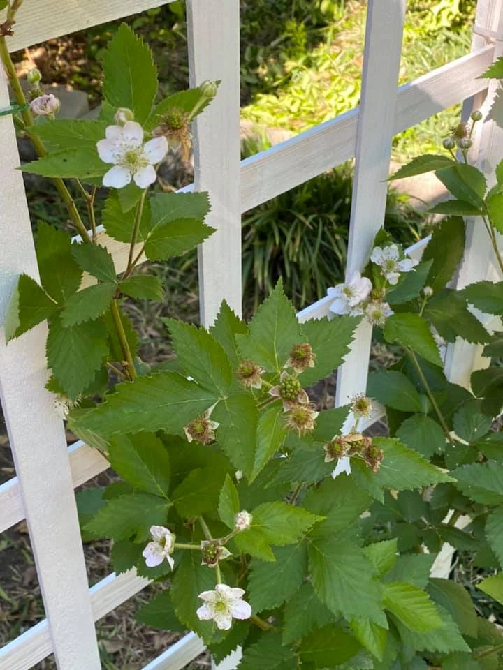 Sweetie Pie Blackberry flowers (cre: Mary Carson)