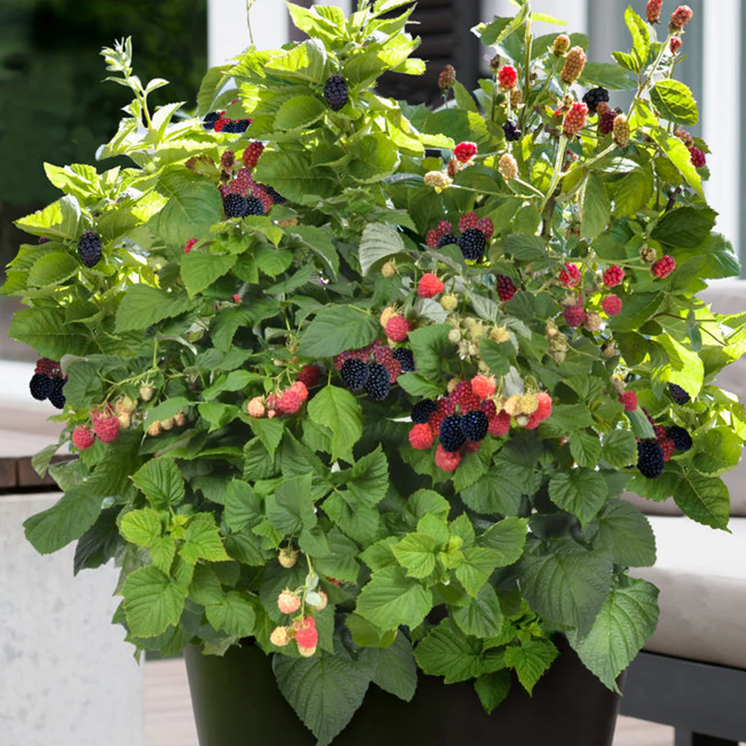Sweetie Pie Blackberry plants in pot