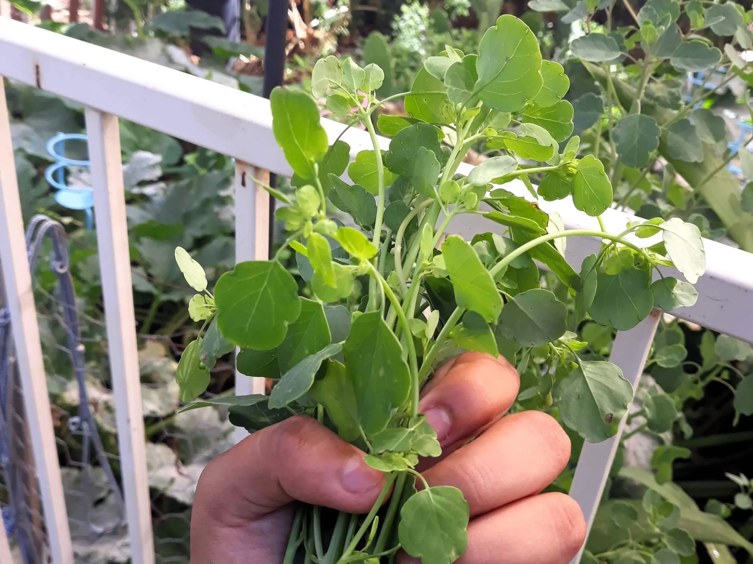Harvesting Papalo Herb