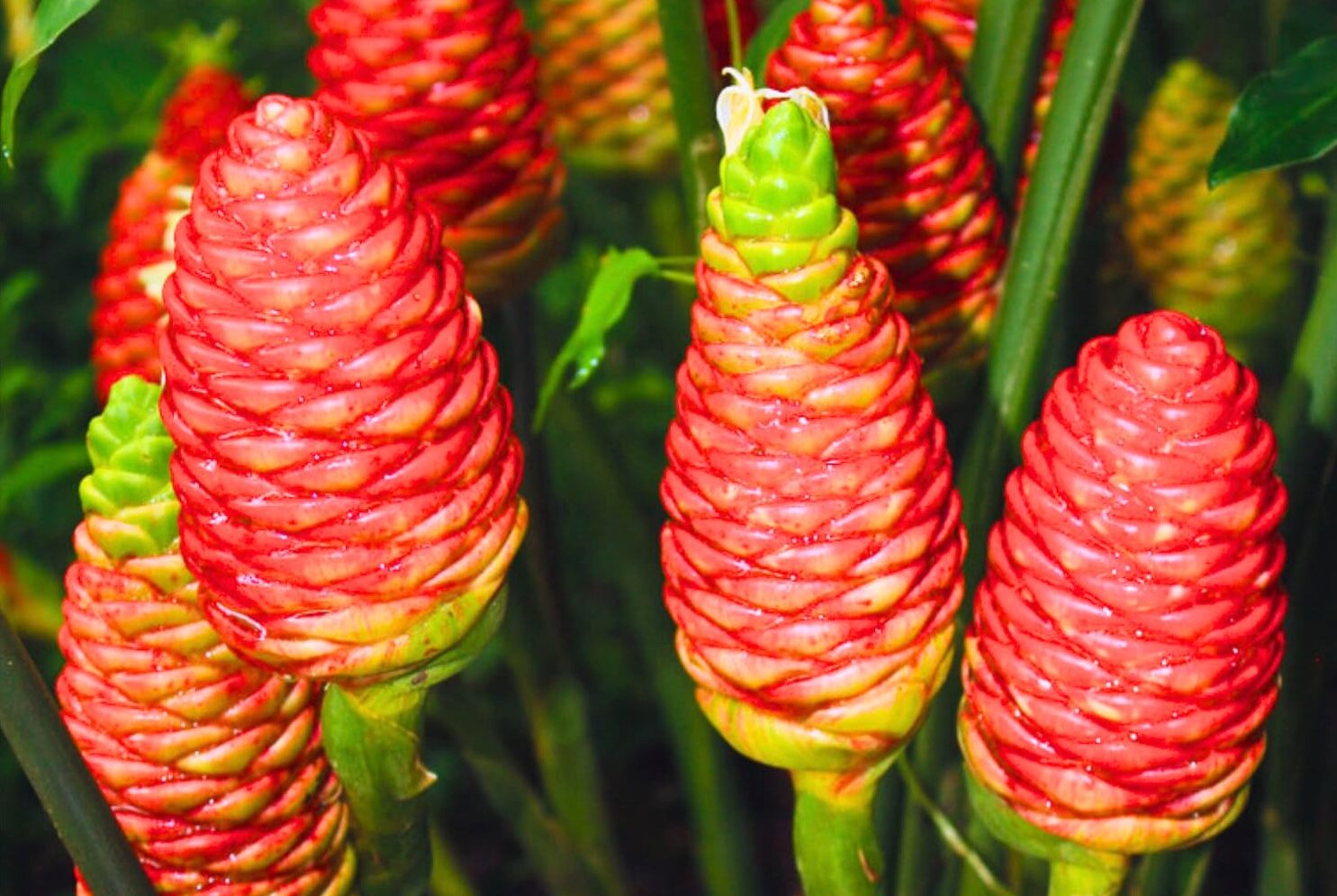 How to Grow Shampoo Ginger Plants- A Beginner’s Guide