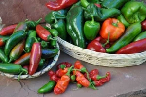 hot pepper in small garden