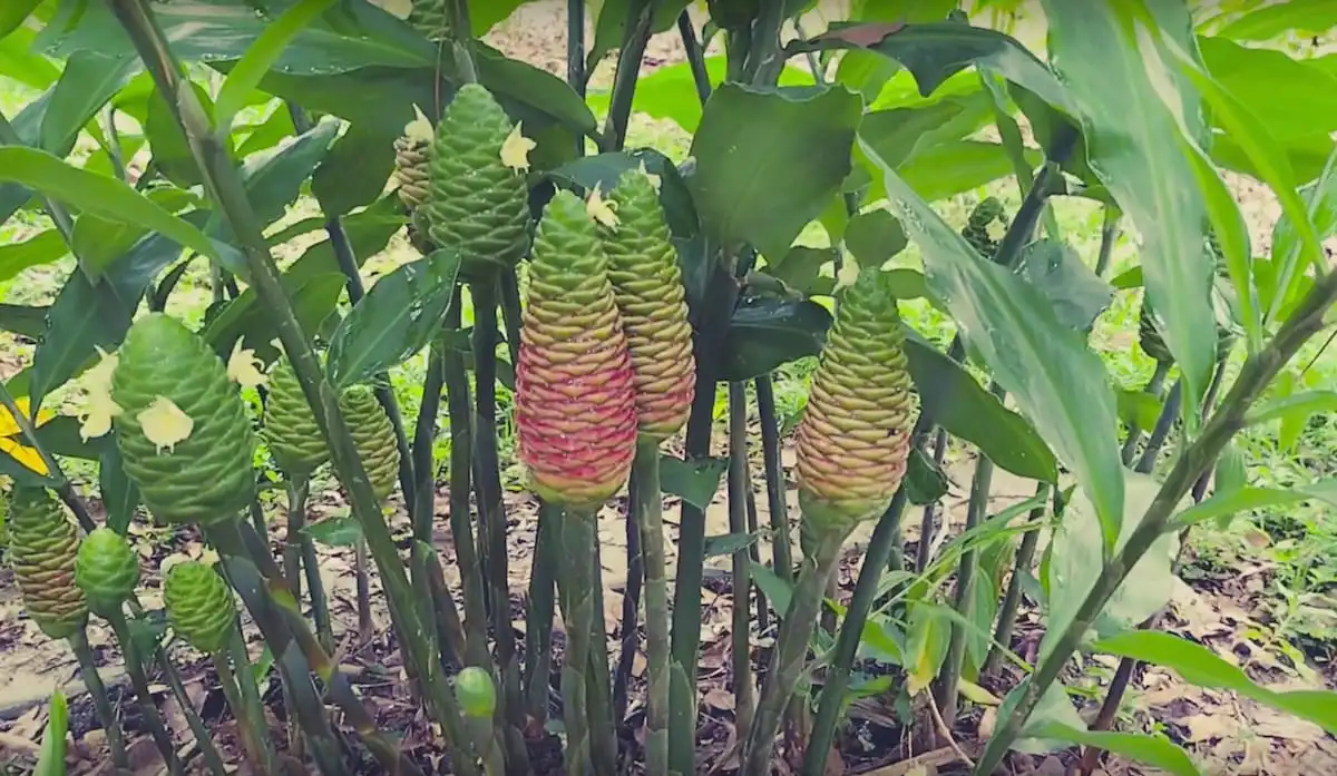 growing shampoo ginger plant
