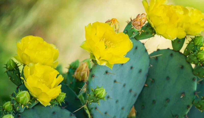 Spineless Prickly Pear flowers