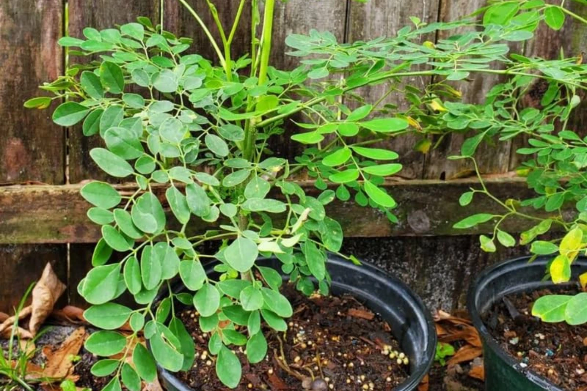 Moringa is a tough plant, and with the right care, it bounces back quickly from most problems!