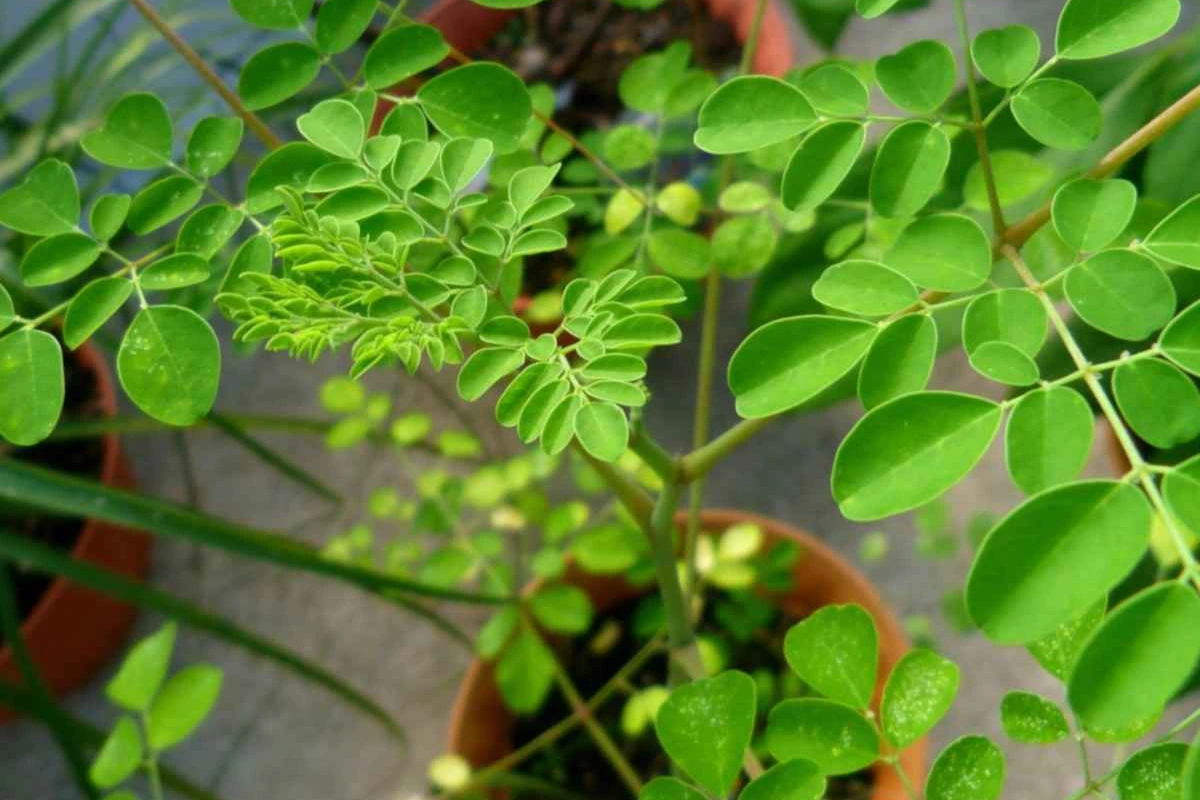Preparing to Grow Moringa in Pots