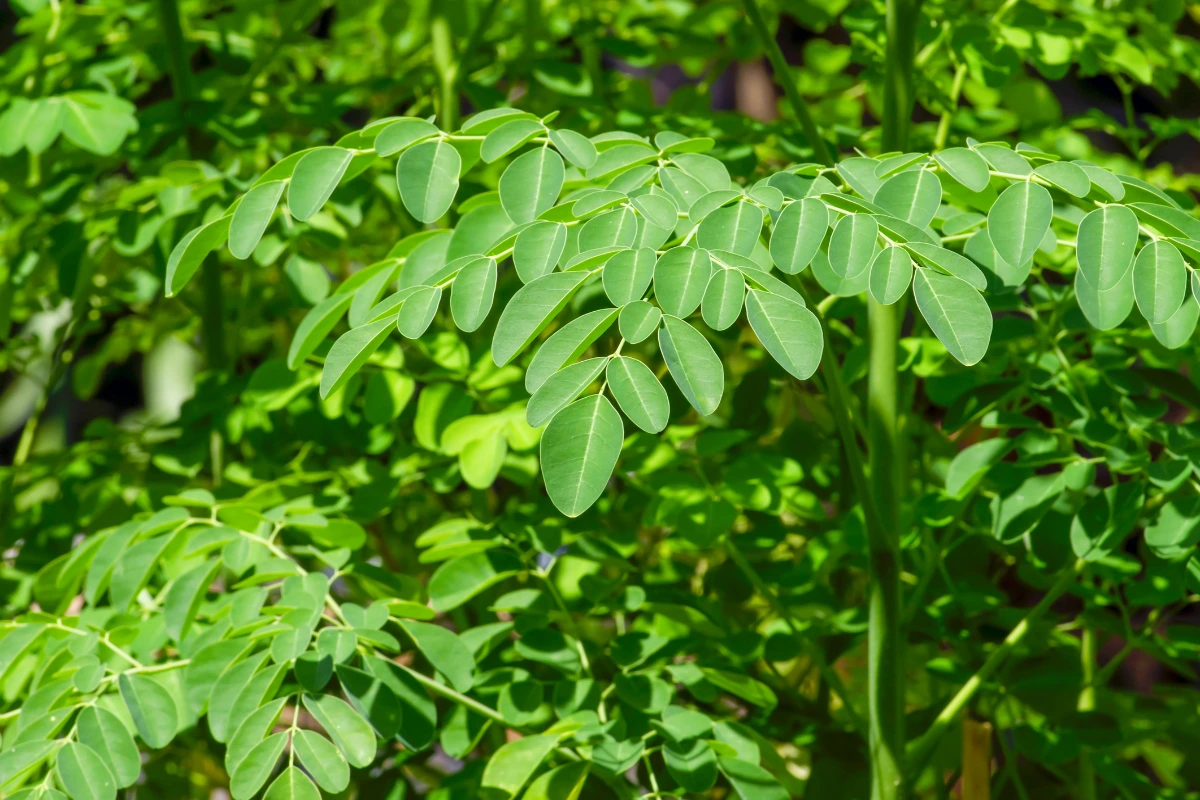 moringa-leaves