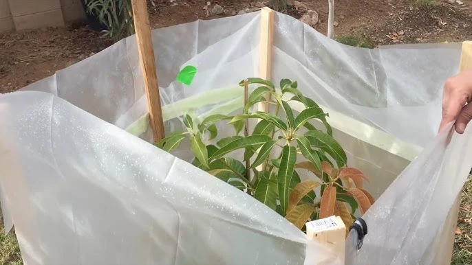 Cold Protection Tips for Mango Trees