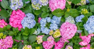 How to Change Hydrangea Color