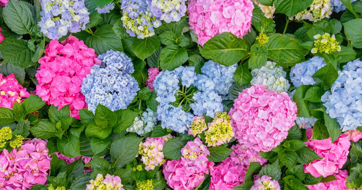 How to Change Hydrangea Color