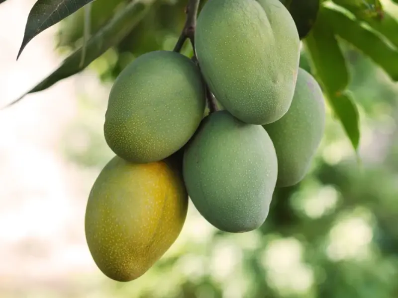 Ice Cream Mango (Pineapple Mango)- Cold hardy mango