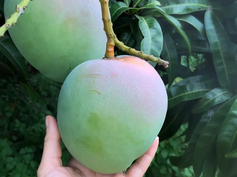 Keitt Mango