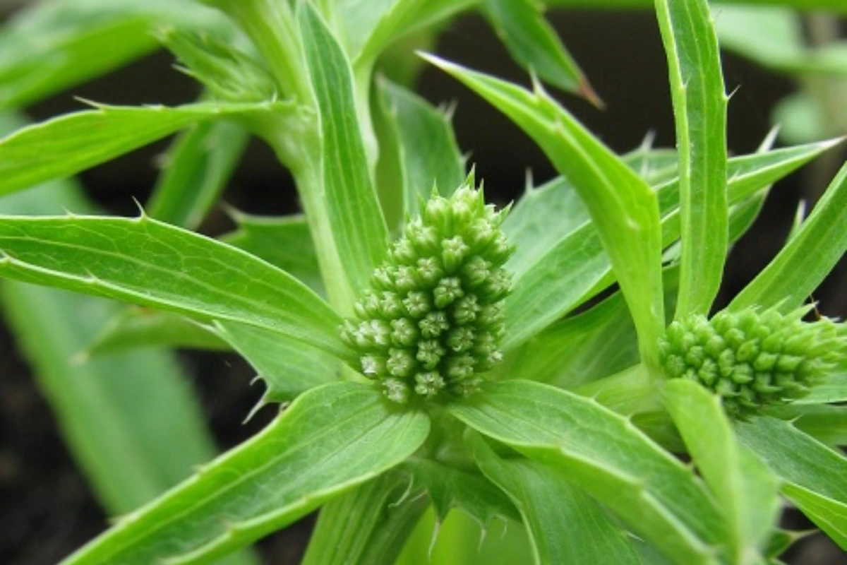 culantro flowring, culantro flowers