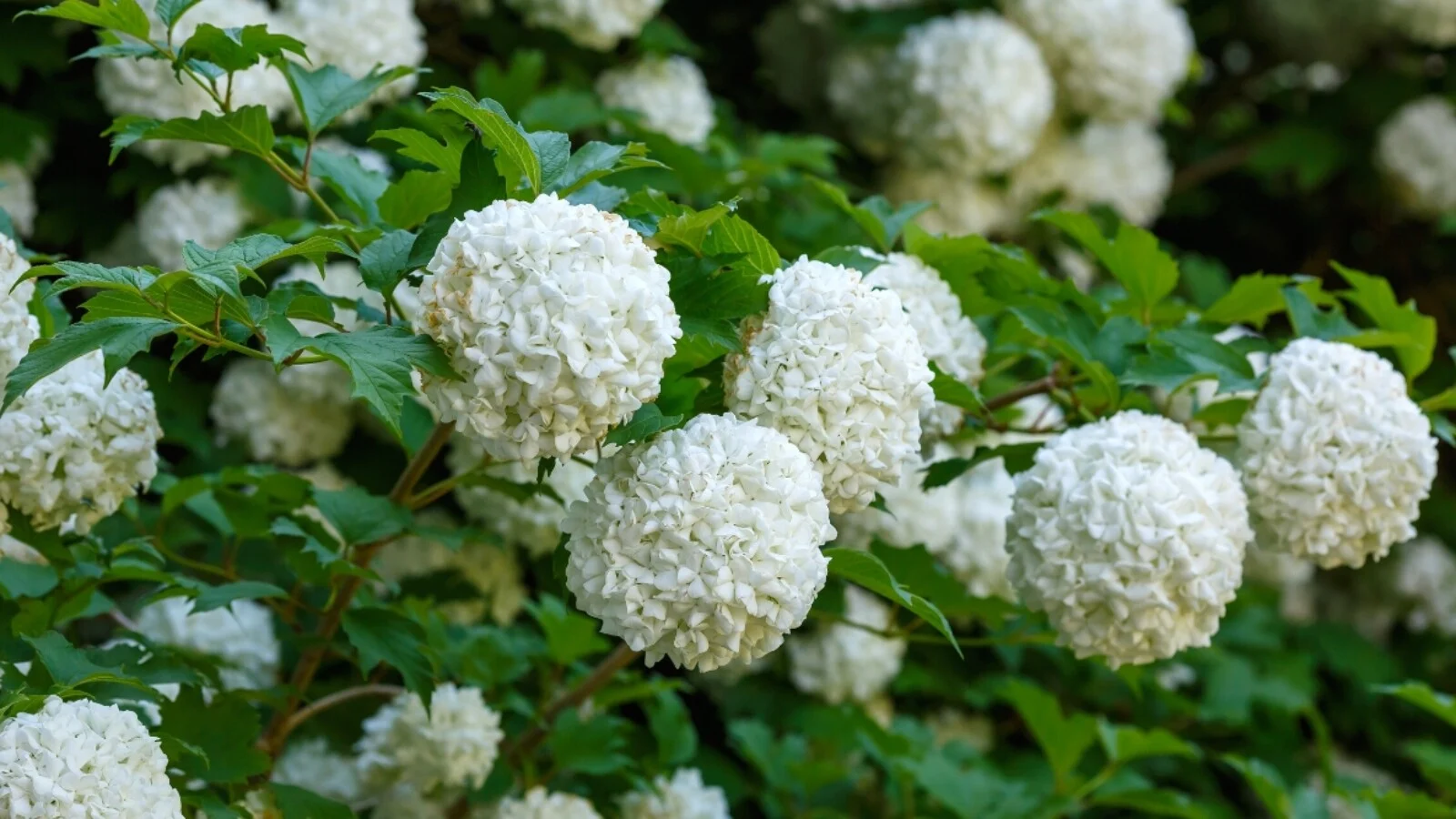 Viburnum (Viburnum spp.), Best Flowering Shrubs