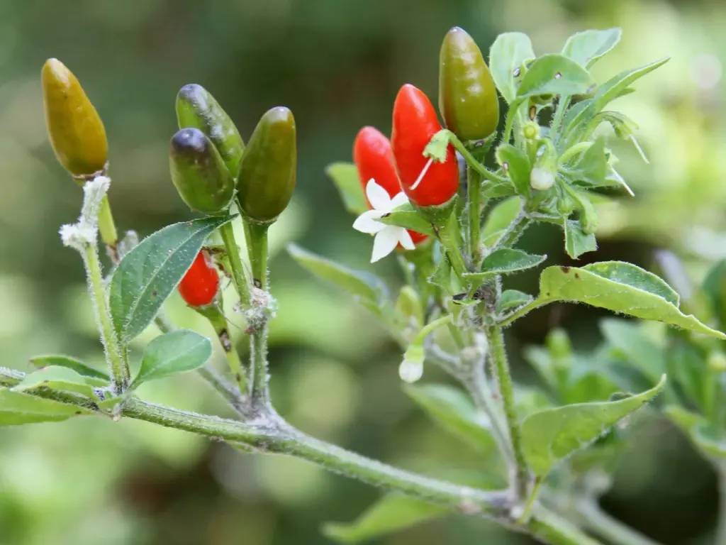 some problems with pequin pepper when growing pequin peppers indoors