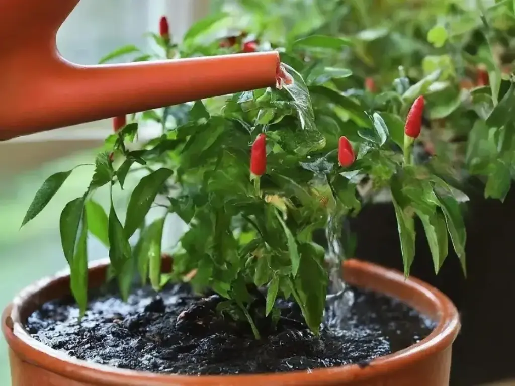 watering pequin peppers