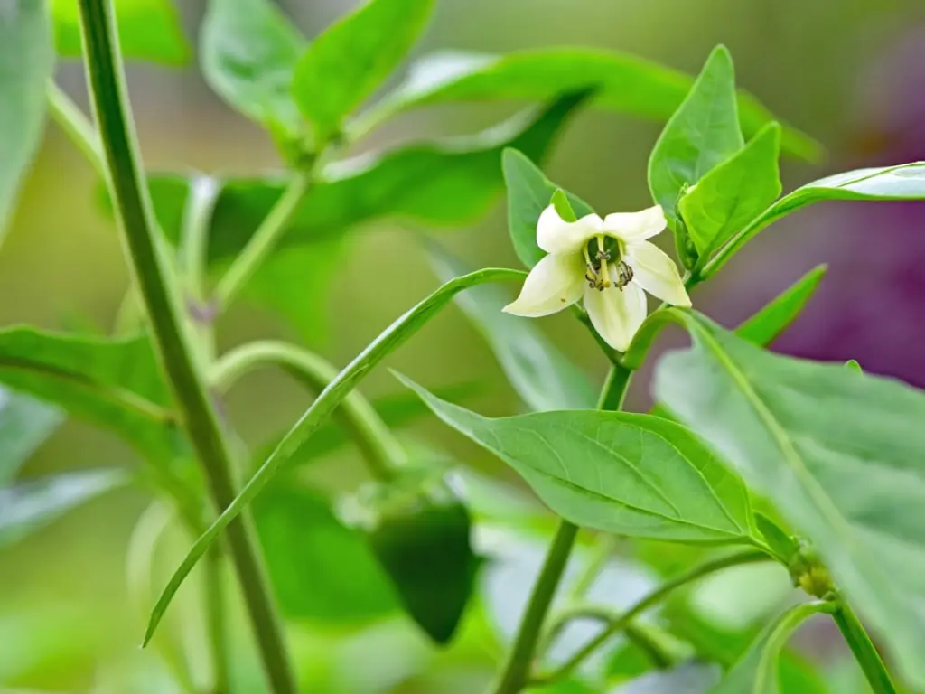 Pequin pepper flowers