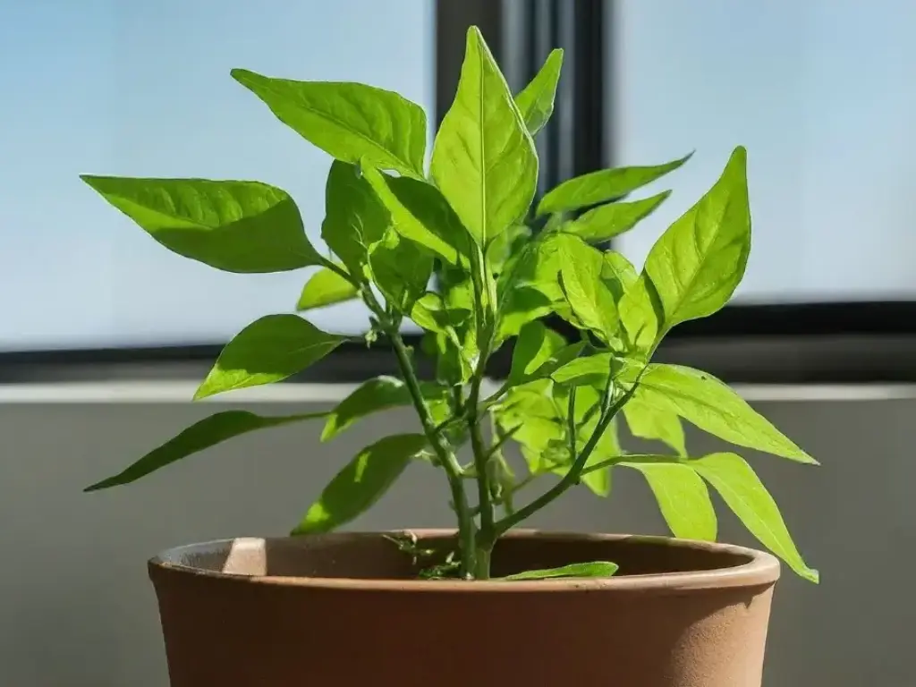 pequin peppers indoors with plenty of light