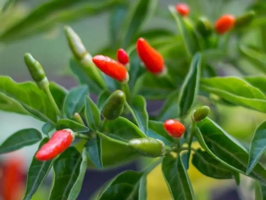 Hot pequin pepper plants, Ripe Pequin peppers ready for harvest