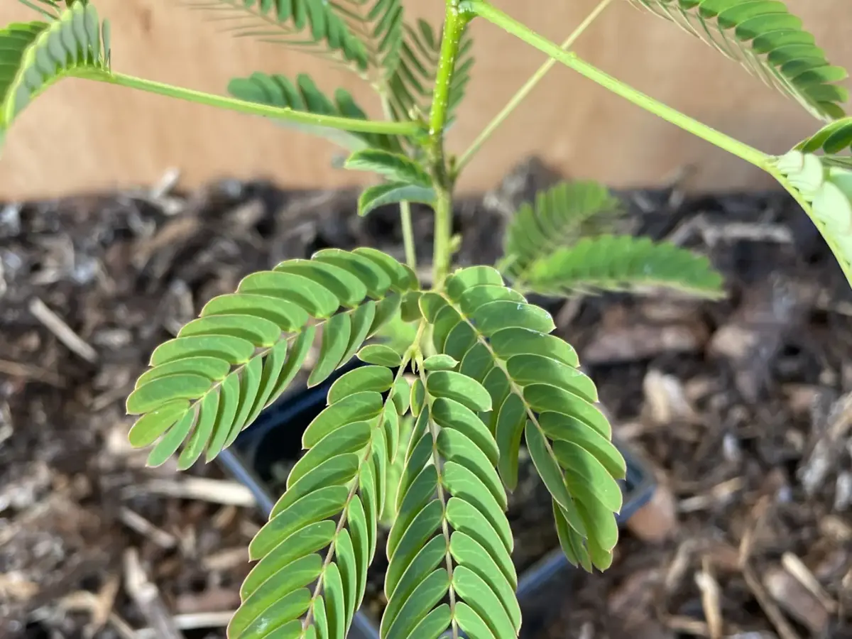 A healthy Persian Silk Tree seedling ready to be planted in your garden this spring