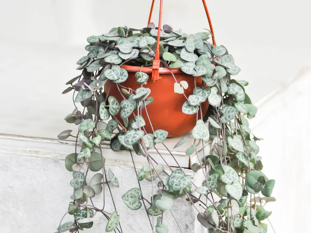 Hanging pot of String of Hearts with dense heart-shaped leaves trailing down.