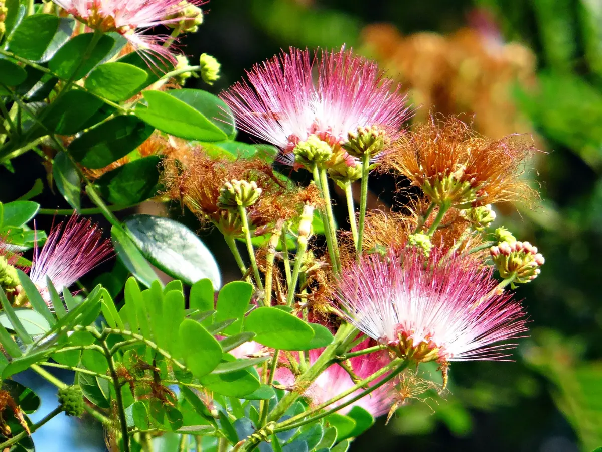 Close-up of Persian Silk Tree pink fluffy flowers blooming among green leaves