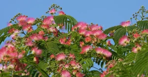 How to Grow Persian Silk Trees Easily in Your Garden
