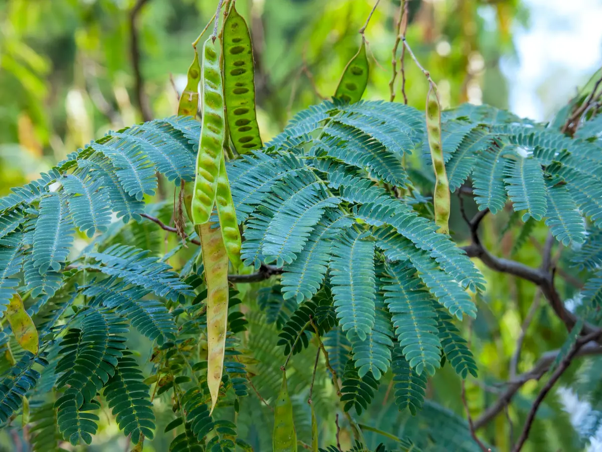 Mature Persian Silk Trees produce long seed pods in late summer to fall