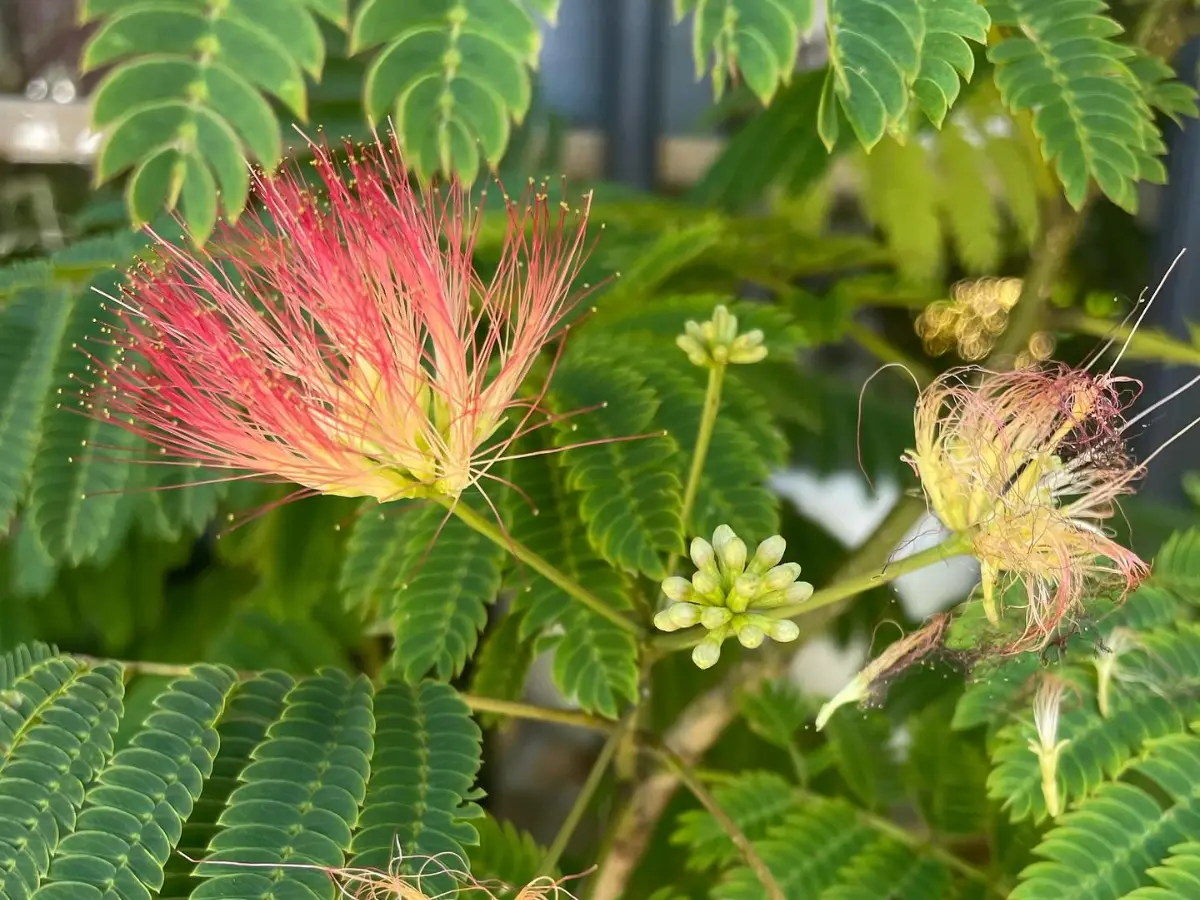 Persian Silk Trees create a tropical feel with their airy leaves and vibrant pink flowers each summer.