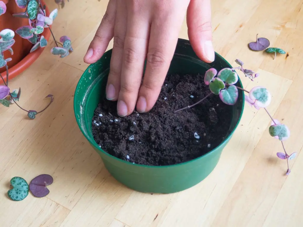 Propagate-String-of-Hearts-in-soil