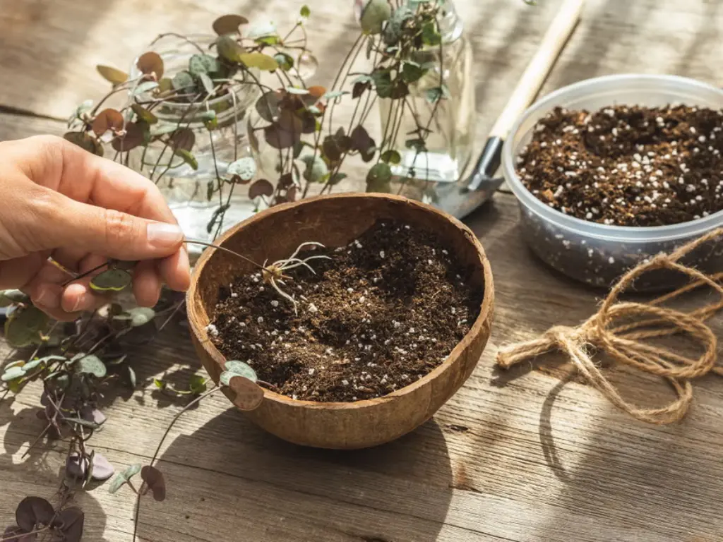 String of Hearts cuttings for soil propagation