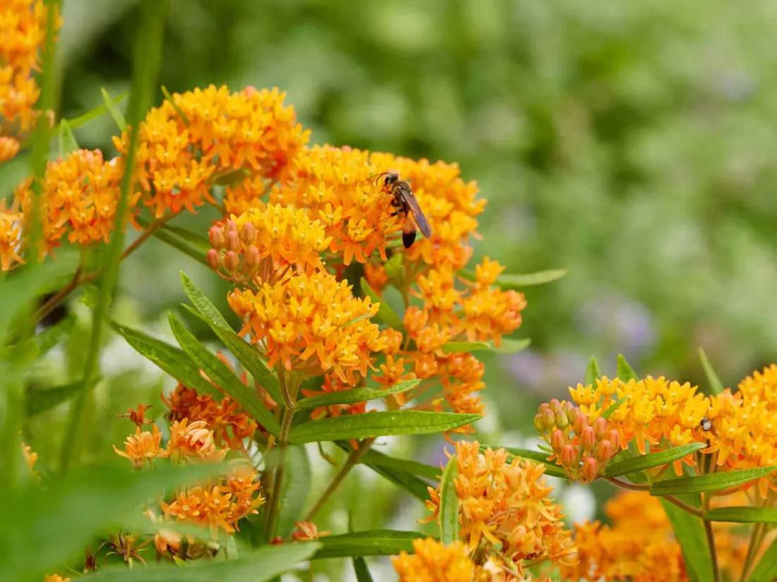 Butterfly Weed (Asclepias Tuberosa)