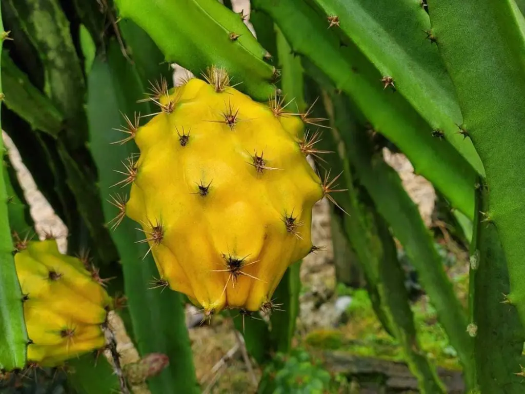 Yellow Dragon Fruits