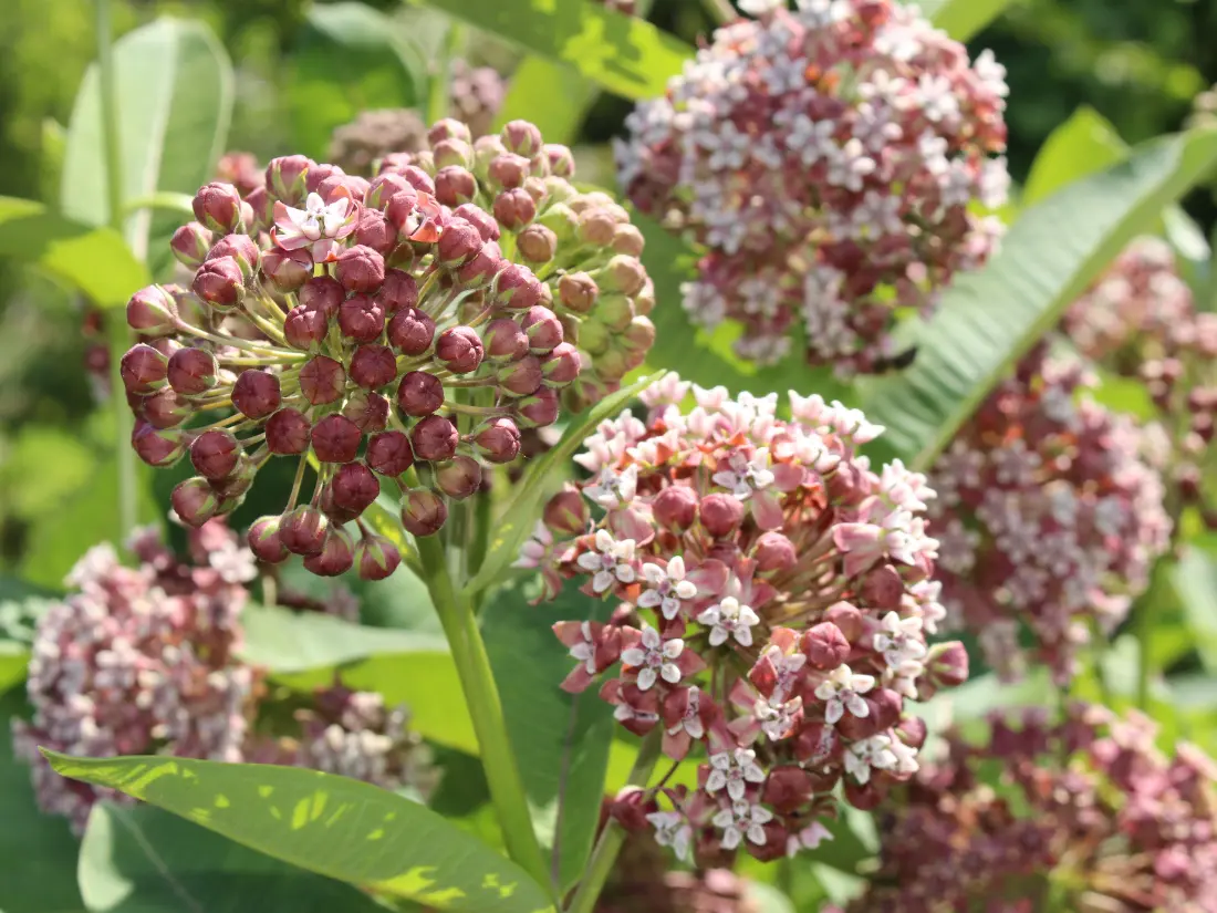 Common Milkweed (Asclepias Syriaca) - Top 5 Milkweed Varieties for Pots and Small Gardens
