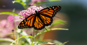 Monarch Butterflies and milkweed