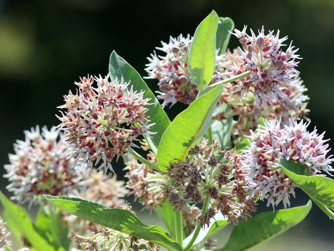 Showy Milkweed (Asclepias Speciosa)