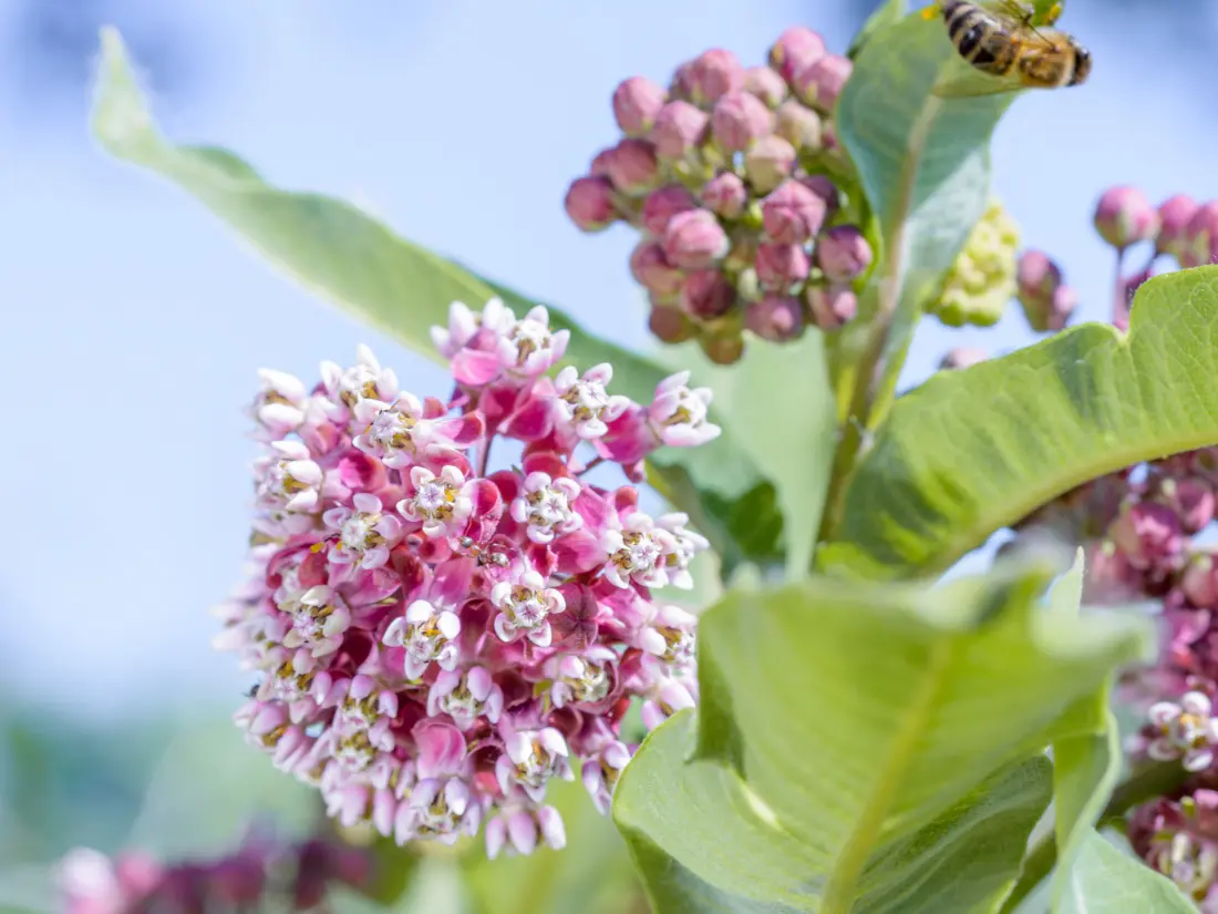 Swamp Milkweed (Asclepias Incarnata)