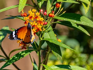 Tropical Milkweed (Asclepias Curassavica)