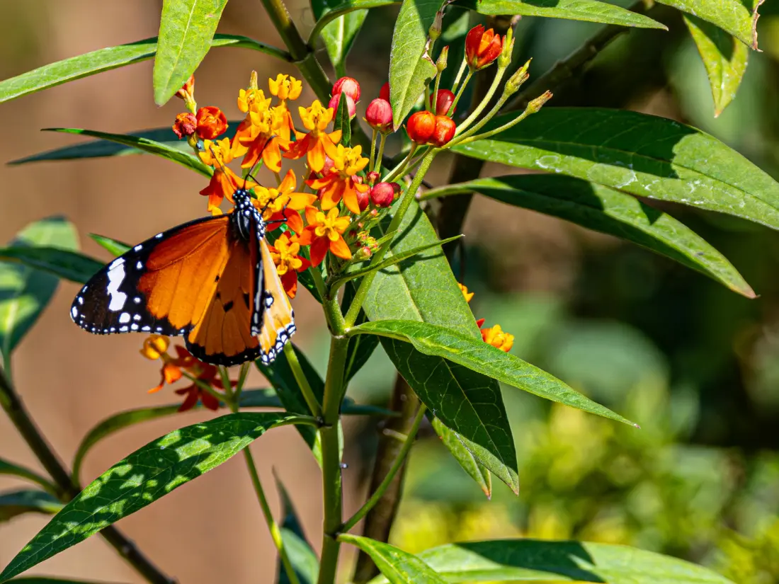 Tropical Milkweed (Asclepias Curassavica)
