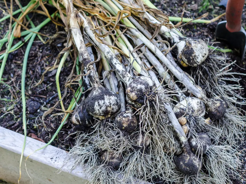 Not Harvesting Garlic at the Right Time